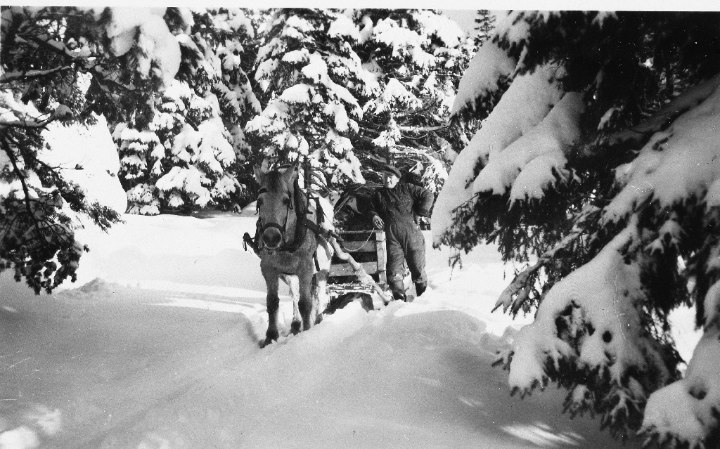 Leonard Høyland kjører heim torv på slede på vinterføre gjennom skogen i Åsen.