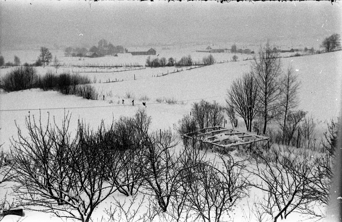 Vinterlandskap. To bilder tatt fra fotografens eiendom Odberg på Kraby i Østre Toten, i retning vestover. Midt i bildet gården Slagsvold.