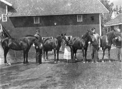 Hester oppstilt på tunet på gården Hobøl i Eidsberg, persone