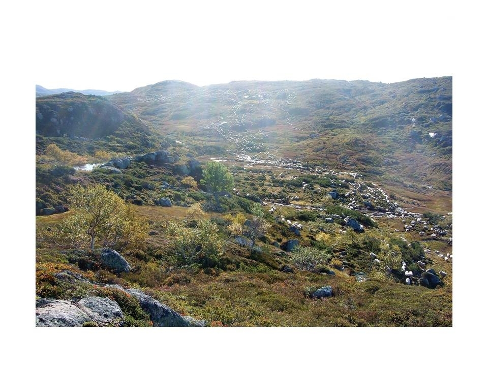 Rundt 5000 sau nærmer seg kvileplassen i Kotådalen under drivingen ned frå fjellet på hausten.