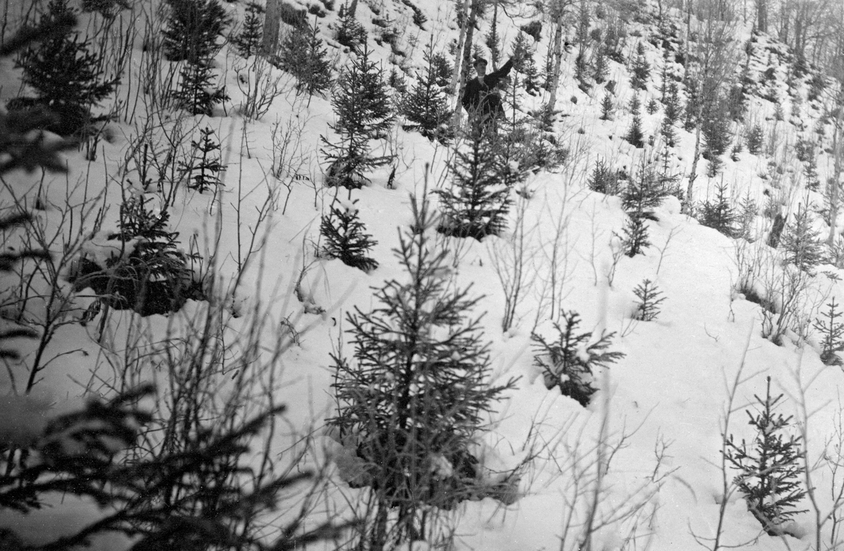 Ti år gammelt plantefelt på eiendommen Fredriksberg i Målselv i Troms, fotografert i 1919. Fotografiet later til å være tatt seint på vinteren, mens det fortsatt lå snø på marka.  Dermed trer de mørke, små grantrærne fint fram mot en lys bakgrunn på fotografiet. De fleste trærne lot til å være i frodig vekst. En mann sto et stykke oppe i lia med armen mot toppskuddet på et grantre som hadde nådd mannshøyde.

Dette var eiendommen der Helgesen-familien bodde. Denne familien fostrert mange av skogfunksjonærene i denne regionen på første halvdel av 1900-tallet, og de drev klengstua og planteskolen i Målselv. Helgesen-familien hadde med andre ord både kunnskaper om skogkulturarbeid og lett tilgang til frø og planter. I Troms var det bjørkeskogen som dominerte landskapet, men Målselv hadde også mye furu. Vellykket planting av gran skapte optimisme blant dem som ville gjøre den lokale utmarka mer produktiv. I 1919, det året dette fotografiet ble tatt, rapportere skogassistent Hilbert Helgesen følgende: «Granen sturer i flere år, før den tar sig op i høidevekst, men vokser godt når den først begynner. I Blåbærskog i Bardu i nogen hellinger, hvor jordbunden særlig egner sig for gran, målte jeg i siste høst årsskudd op til 61 cm. lengde på mannshøi gran.» På det feltet som vises på dette fotografiet var nok ikke frodigheten fullt så imponerende, men vekstutviklinga på smågrana var likevel lovende for grunneiere som hadde ambisjoner om å utvikle tømmerskog.