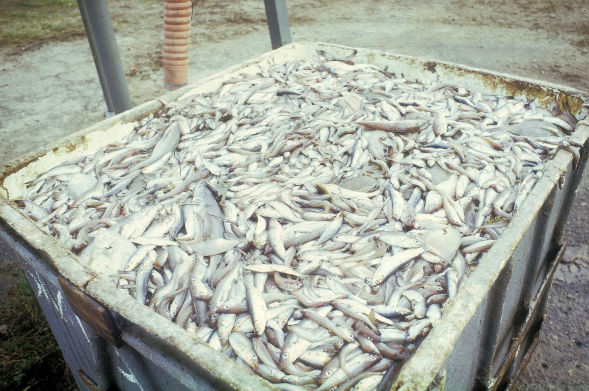 Forsøgsdambruget i Brøns, Danmark, 1978 : Et kar med død fisk. Det meste er sild, men man ser også noen flyndrer og forskjellige arter. Dette er råstoff til ørretfôr.