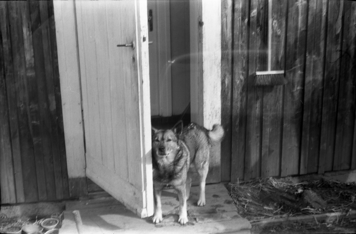 Avfotografert bilde av en hund som står ved inngangen til et våningshus. Stedet er ikker identifisert.