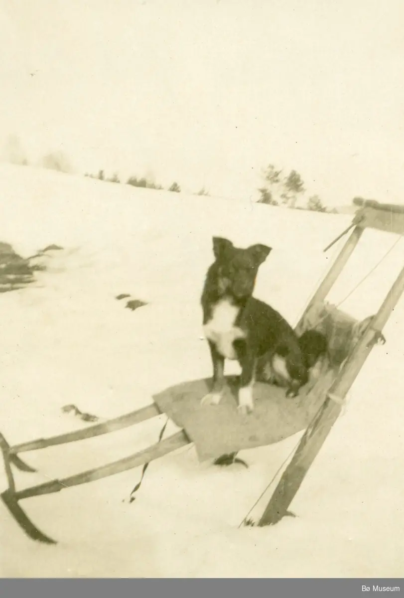 Anne Langedal fotografert saman med sine hundar. 4 bilete.