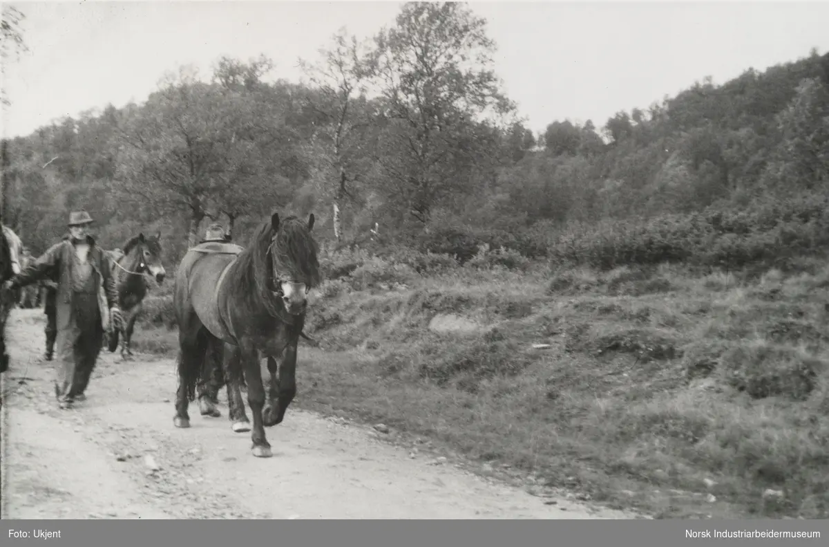 Menn og hester på grusvei. Hjemtransport etter hesteslepp på Sundet, Møsstrond sommeren 1963