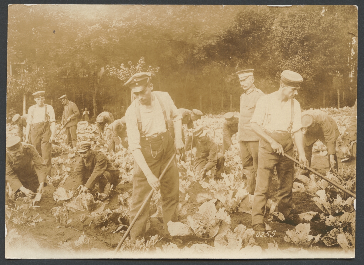 Bilden visar en grupp krigsinvalider som arbetar i en grönsaksodling. Uniformsmössorna avslöjar att de är soldater. En officer håller uppsikt över dem.