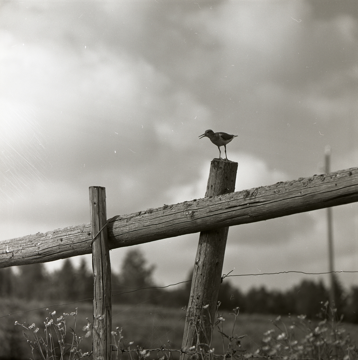 En drillsnäppa står på en staketstolpe, maj 1961.