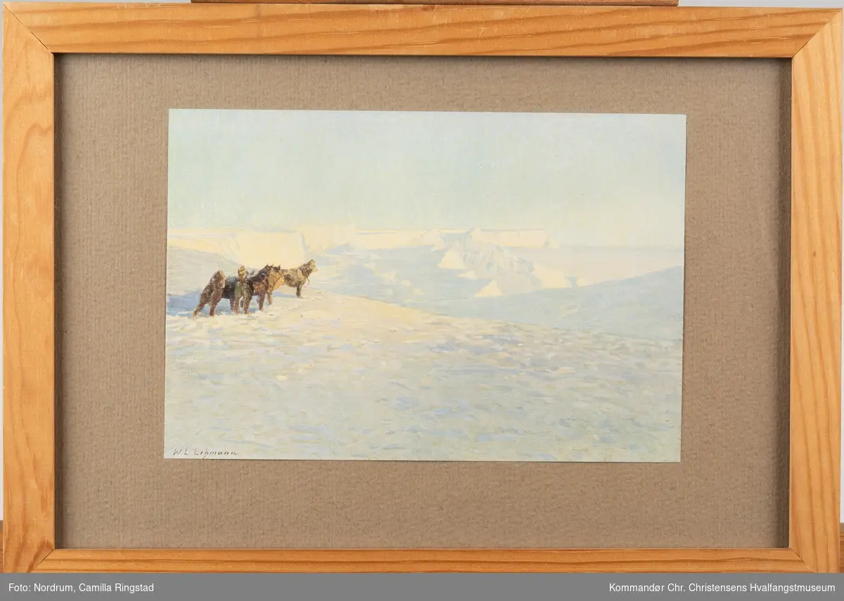 Roald Amundsens sydpolsekspedisjon. Hunder.