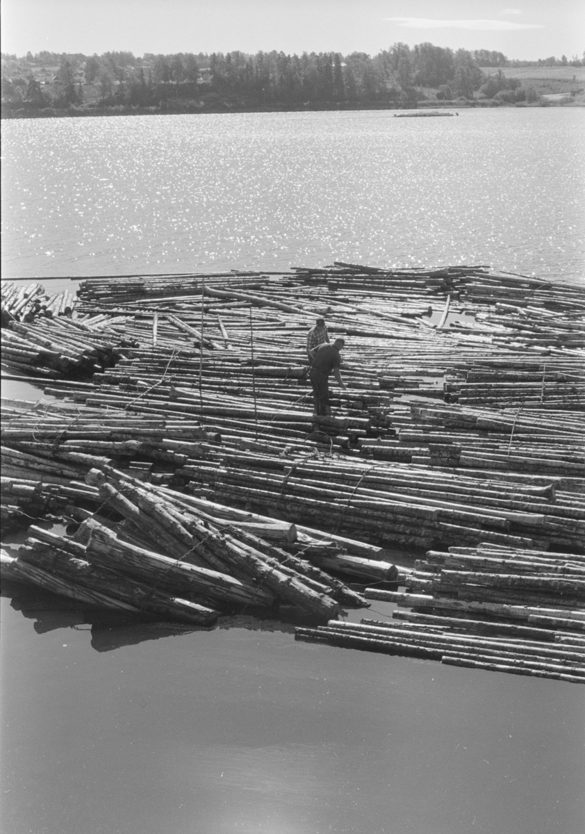 Tømmersleping, Åkersvika, Mjøsa, Hamar. Tømmeret bindes sammen før slep med tømmerbåt.