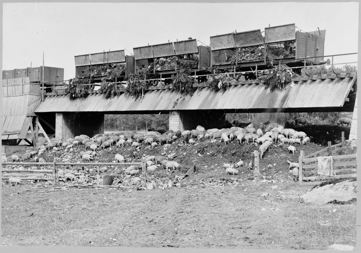 Utfodring av Aktiebolaget Särimners grisar från järnvägsviadukten på sopanläggningen vid Lövsta bruk.
