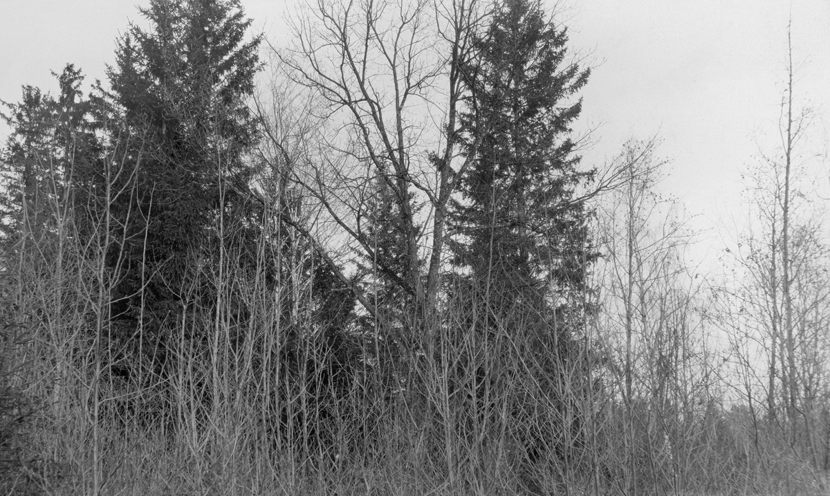 Eik og gran.  Bildet er antakelig tatt i en åkerkant på Nes i Hedmark.  I forgrunnen ser vi en del bladlause lauvtrær, de fleste ganske små, men også et forholdsvis stort.  Dette skal ifølge kartotekkortet være eik.  I bakgrunnen noen store graner. 