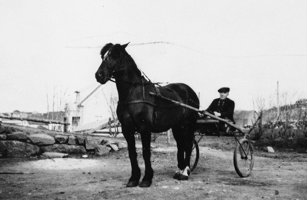 Etter 2. verdskrig vart det samla inn hestar i Rogaland som vart sende til Polen. Dette er ein av dei, travhesten Reedikk.