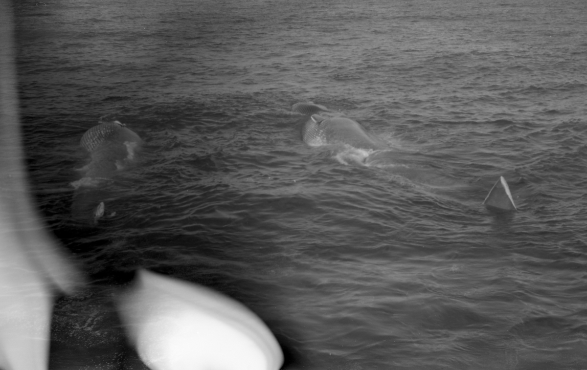 To hvaler klar til å dras ombord og slaktes. Suderøy på fangstfeltet.