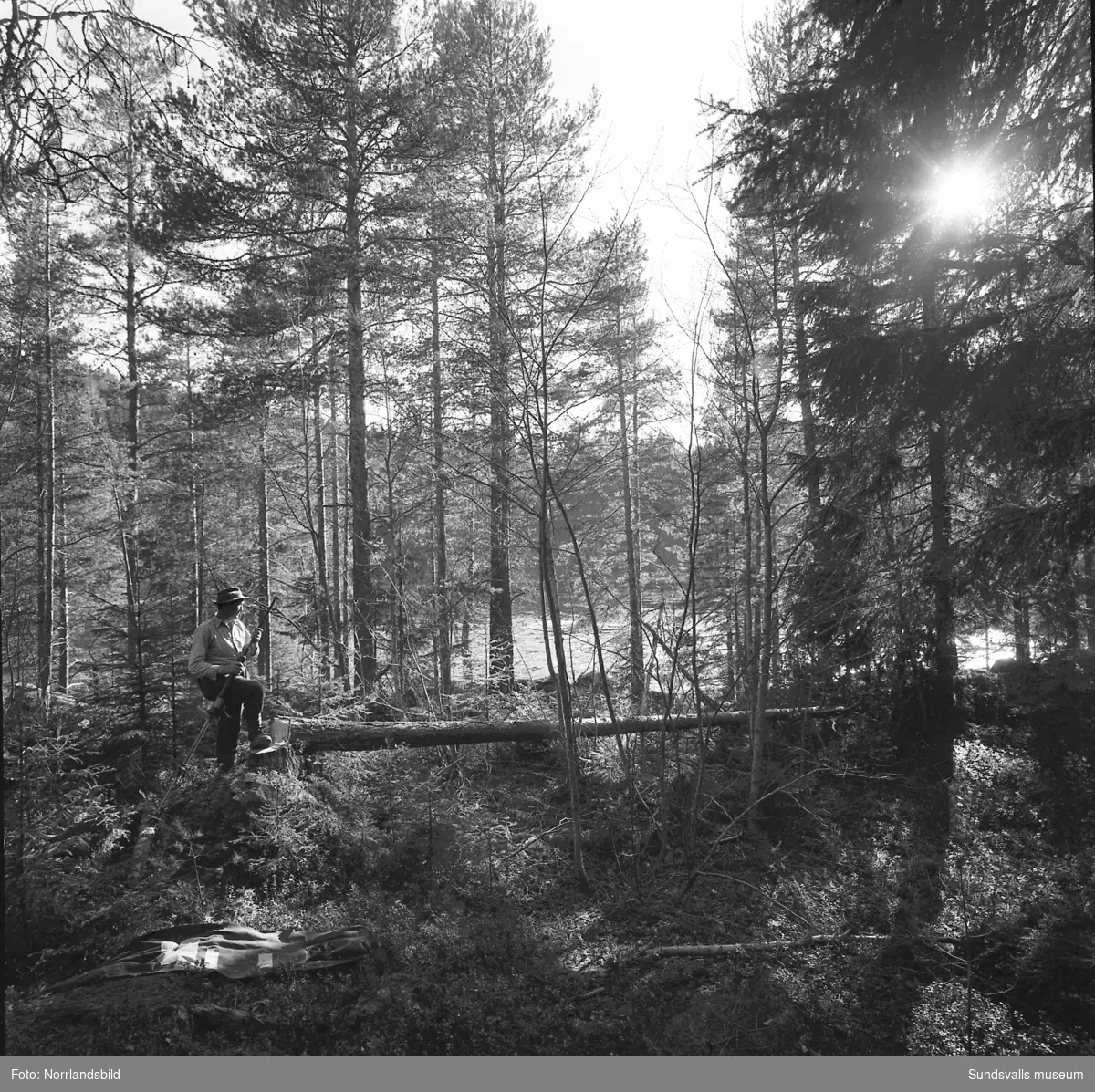 Ragnar Elfström, Viforsen, demonstrerar ett hjälpmedel vid trädfällning.