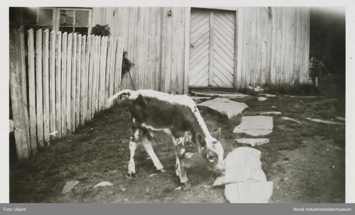 Kalv utenfor hus på gården Skinnarland på Møsstrond