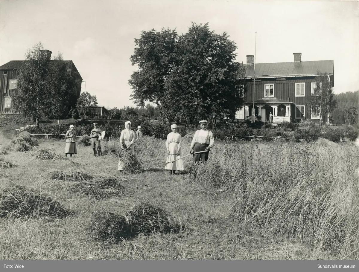 Kornskörden 1917 på Widegården.