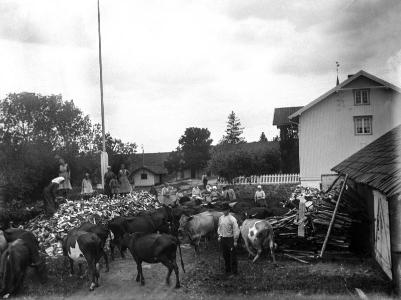 Svart-hvitt fotografi av et gårdstun med masse kuer på, i tillegg til en stor haug med ved som er delt og kløyvd. Mennesker både på vedhaugen og ved gårdshusene som synes til høyre i bildet.