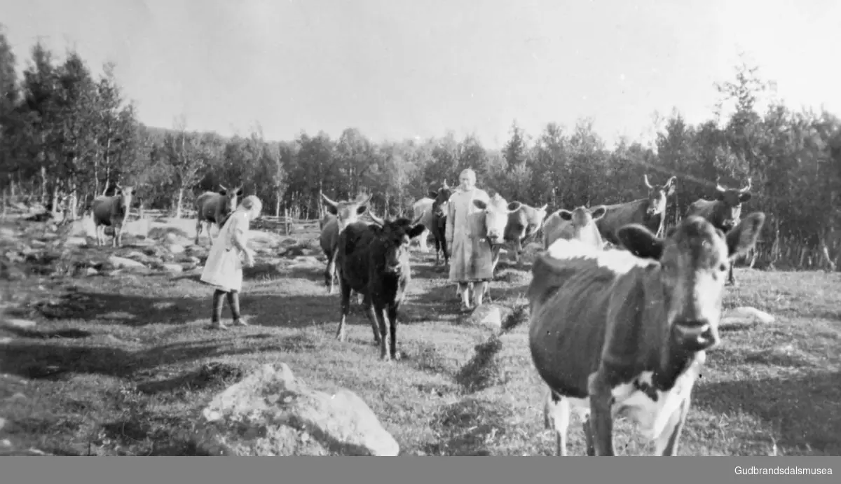 Kvinne og barn sammen med kyr på beite på Grønved, det er sommer. 