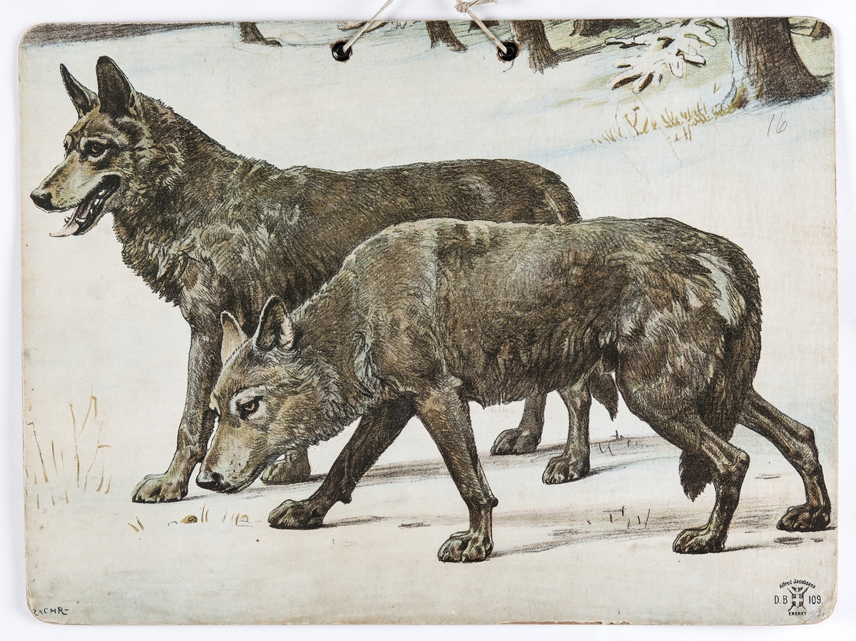 Skoleplansje, naturfag. Illustrert på begge sider, forestiller rev med unger (Nr. 110) og ulvepar (Nr. 109).
