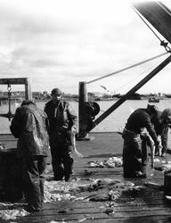 Prestelvkaia 1945. Fiskarbeid