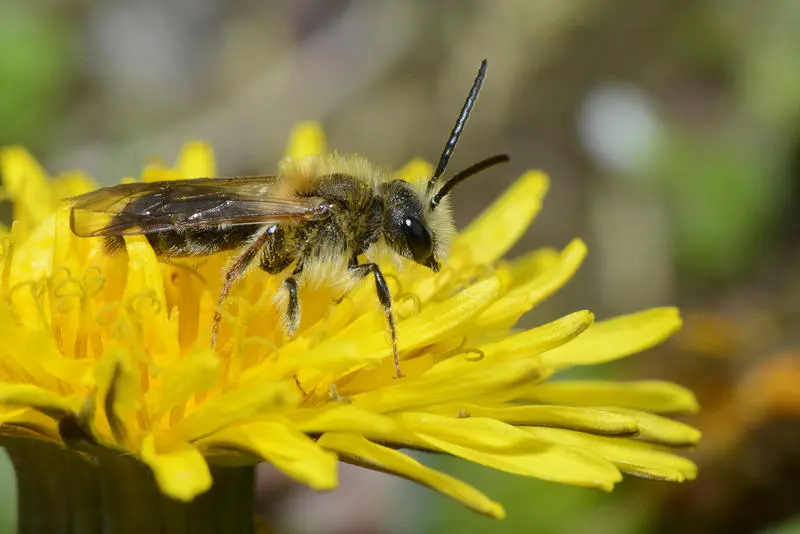 Foto av en hagesandbie på blomst