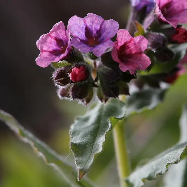 Lungeurt er en blomst med et fargestoff som bytter farge med PH-verdien, derfor kan den ha både rødlige og blålige blomster.