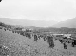 30.08.1909. Utsikt over Kjønaas (Kjønnås). Gårdsbruk, kornba