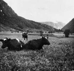 Husdyrhald på Nordvollen i Eresfjord. Vi ser her at dyra får