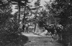 "Bjørnson på Nesset i 1896, sammen med Anders Bukten, som va