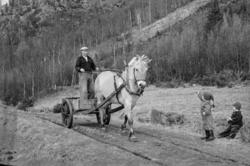 Utkjøring av møkk på Reiten.