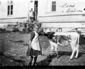 Ringsaker, Sveinhaug gård, Marit Madsen klapper kalv, datter av Johanne Sveinhaug gift Madsen, Båkind på Toten,