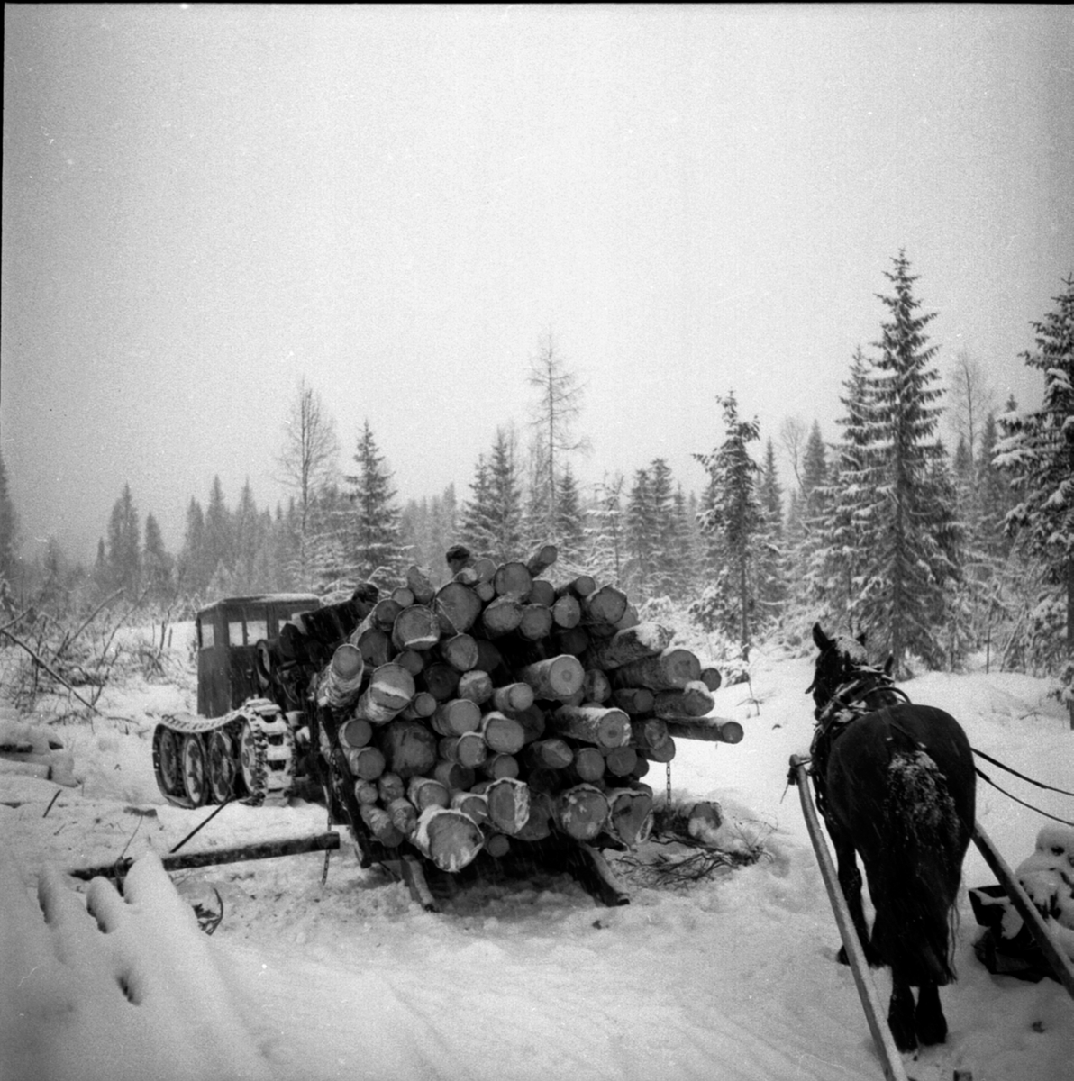 Tømmerkjøring. Transport av tømmer med beltevogn. Hest med lunnedrag. Berger Langmoen AS, Brumunddal.