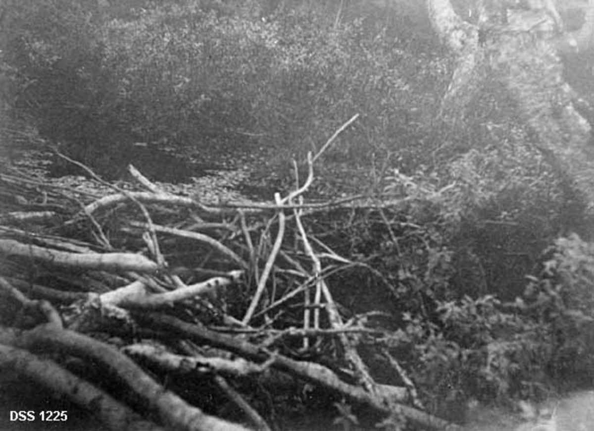 Beverdam ved Lavvatnet på Nes trelastbruks eiendom i Vefsn.  På fotografiet framstår beverdammen som en kvisthaug i et vassdrag omgitt av tett lauvskog. 