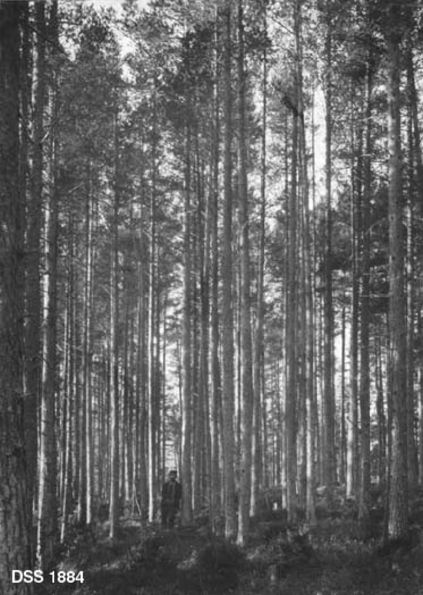 Furubestand ved Hunnesbrenna i Stangvik prestegardsskog. Det dreier seg om et forholdsvis tett, rettvokst og ensaldret bestand, der trærne 70 år etter en skogbrann hadde nådd en høyde på cirka 20 meter.  En mann står i bestandet. 