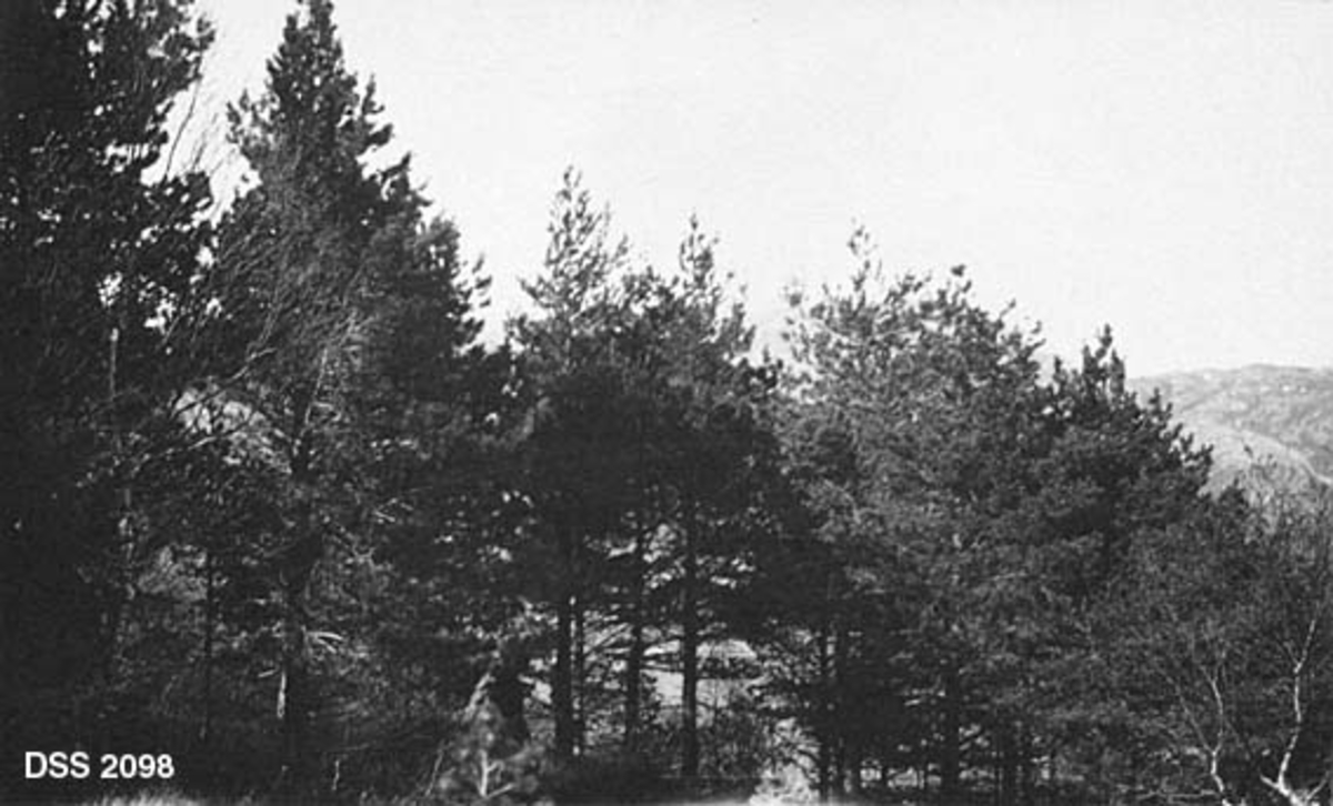 Tett, lite furubestand i Lund prestegardsskog.  På kartotekkortet er stedet karakterisert som "Furuholt, som trænger pleie".  I bakgrunnen skimtes en fjellrygg. 