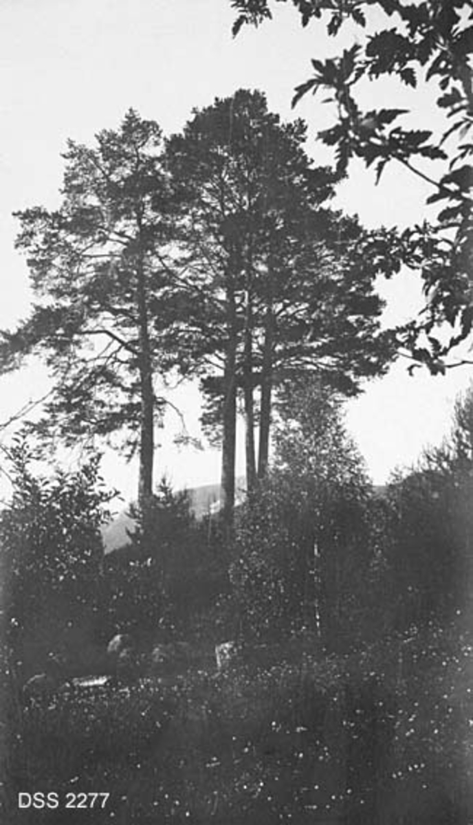 "Kong Hanes grav" i Bygland i Setesdal.  Myraktig engareal i forgrunnen, forhøyning i landskapet med tre-fire store furustammer.  Forhøyningen kan være en gravhaug. 