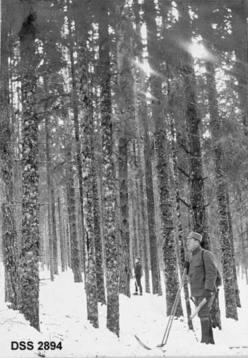 Blandingsbestand av furu og gran i Stange prestegardsskog.  Henimot 100 år gamle trær uten nevneverdig underskog. To skigående skogfunksjonærer inspiserer.  Den nærmeste av dem (Henrik Iakob Ielstrup) har uniform. 