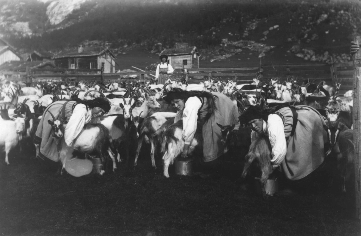 Geitene melkes av kvinner i hverdagsstakk fra Setesdal med sinkbøtter.