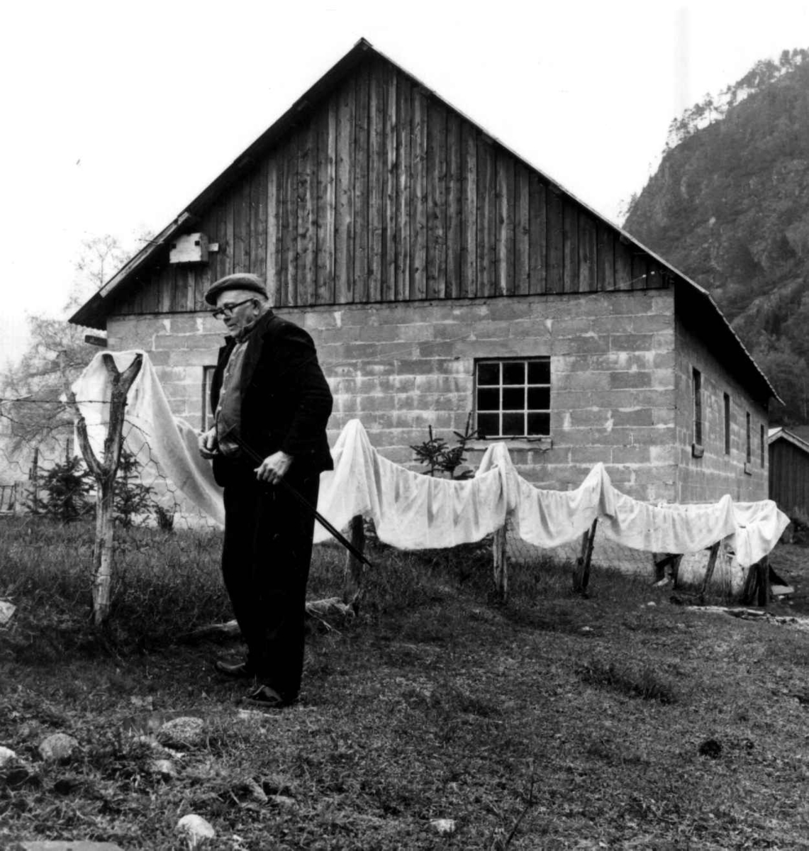 Stamping av vadmel. Ingemund Kvæstad har hengt ferdigstampet vadmelstøy til tørk og står med vevteinen i hånden, Låven i bakgrunnen. Kvæstad, Suldal, Rogaland 1970.