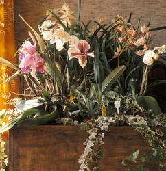 Orkidéer. Nye Bonytt 1974-7. Ikke publisert.