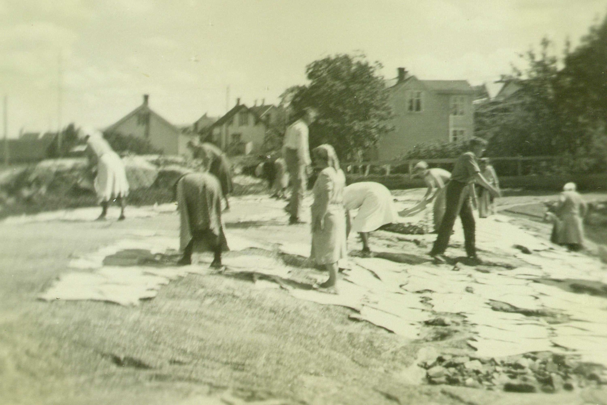 Gruppe klippfiskarbeidere, Dale, Kristiansund, Møre og Romsdal, antakelig 1920-årene. Kvinner og menn på "bergan" hvor klippfisken tørkes. Trehusbebyggelse i bakgrunnen.