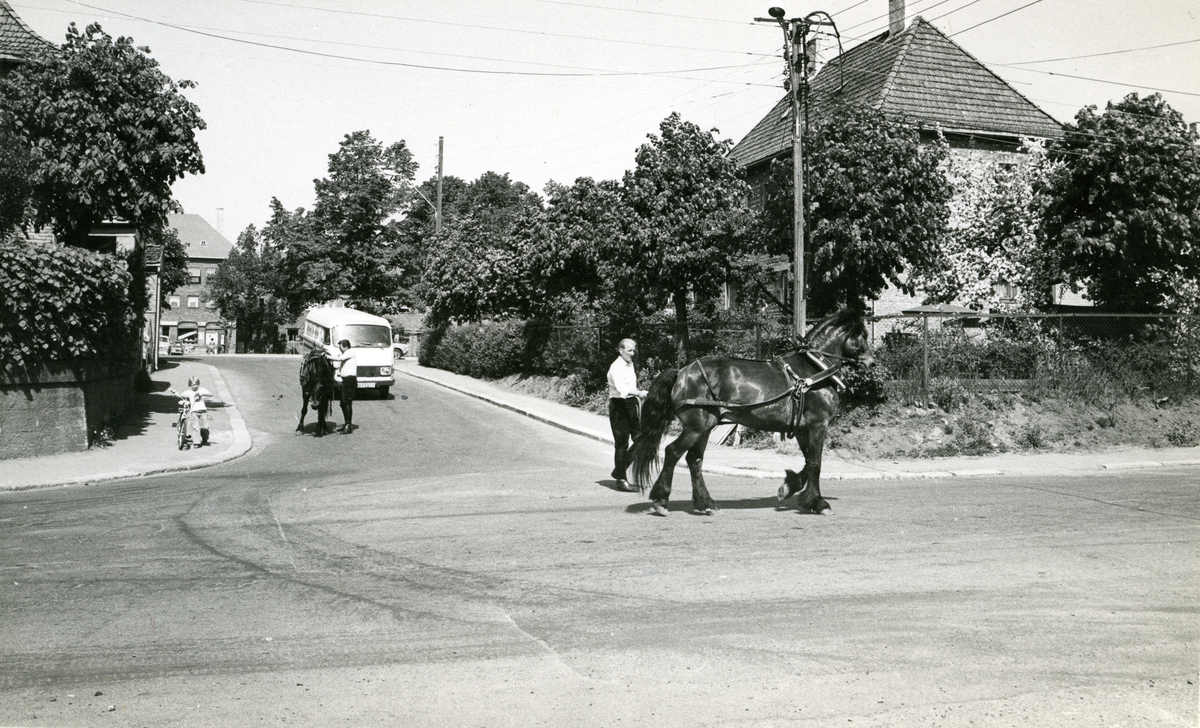 Hester utenfor fabrikken på Hovin. Tiedemanns tobakksvogner i forbindelse med Tiedemanns Tobaksfabriks 200-årsjubileum i 1978.