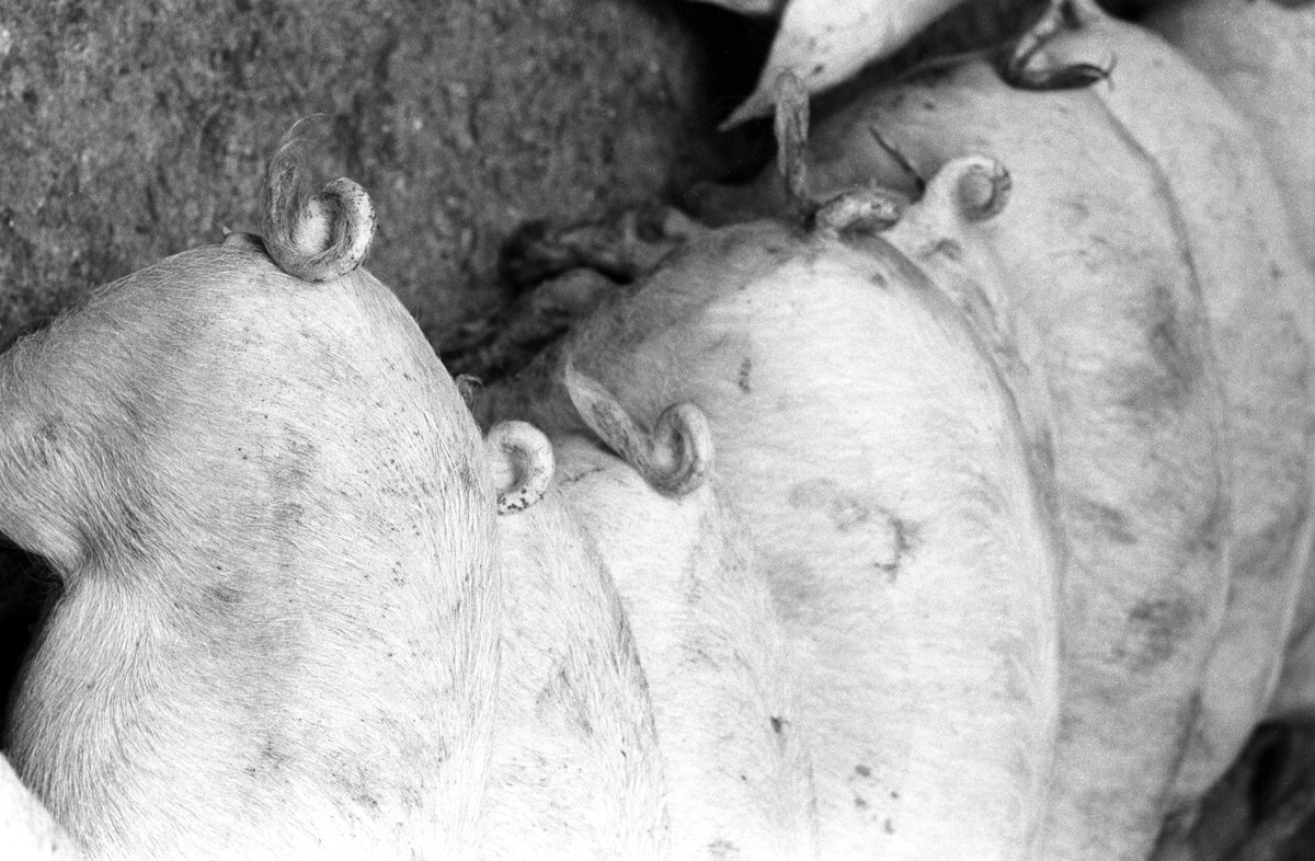 Griser med krøll på halen. Fra grisefjøset på Bleiker gård i Asker hvor grisene blir fóret med sjokolade 9. desember 1961.