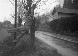 Drammensveien, Oslo, 31.10.1953. Mann som henger i et tre.