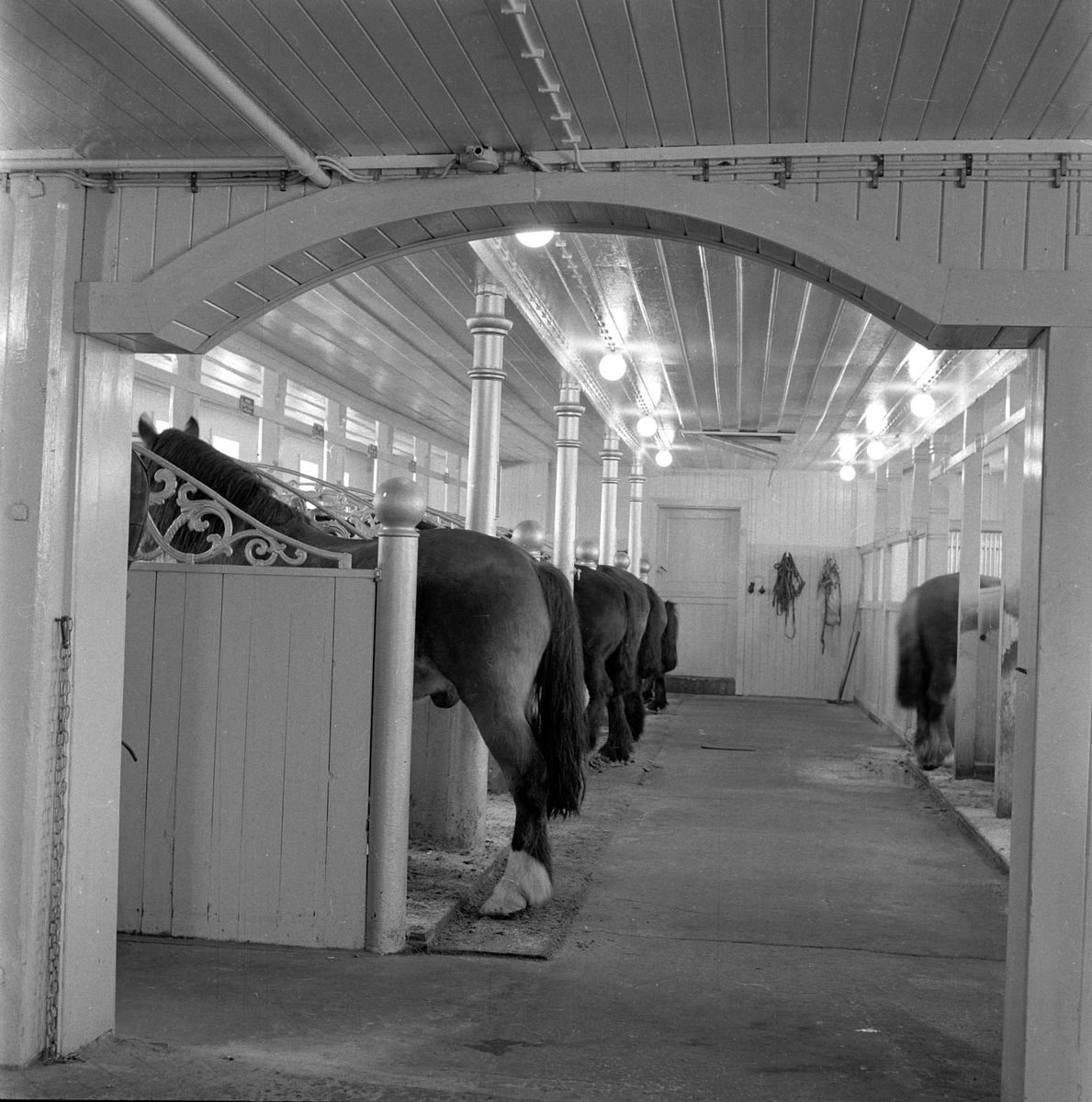 Bogstad gård, Oslo, våren 1957. Stall med hester.