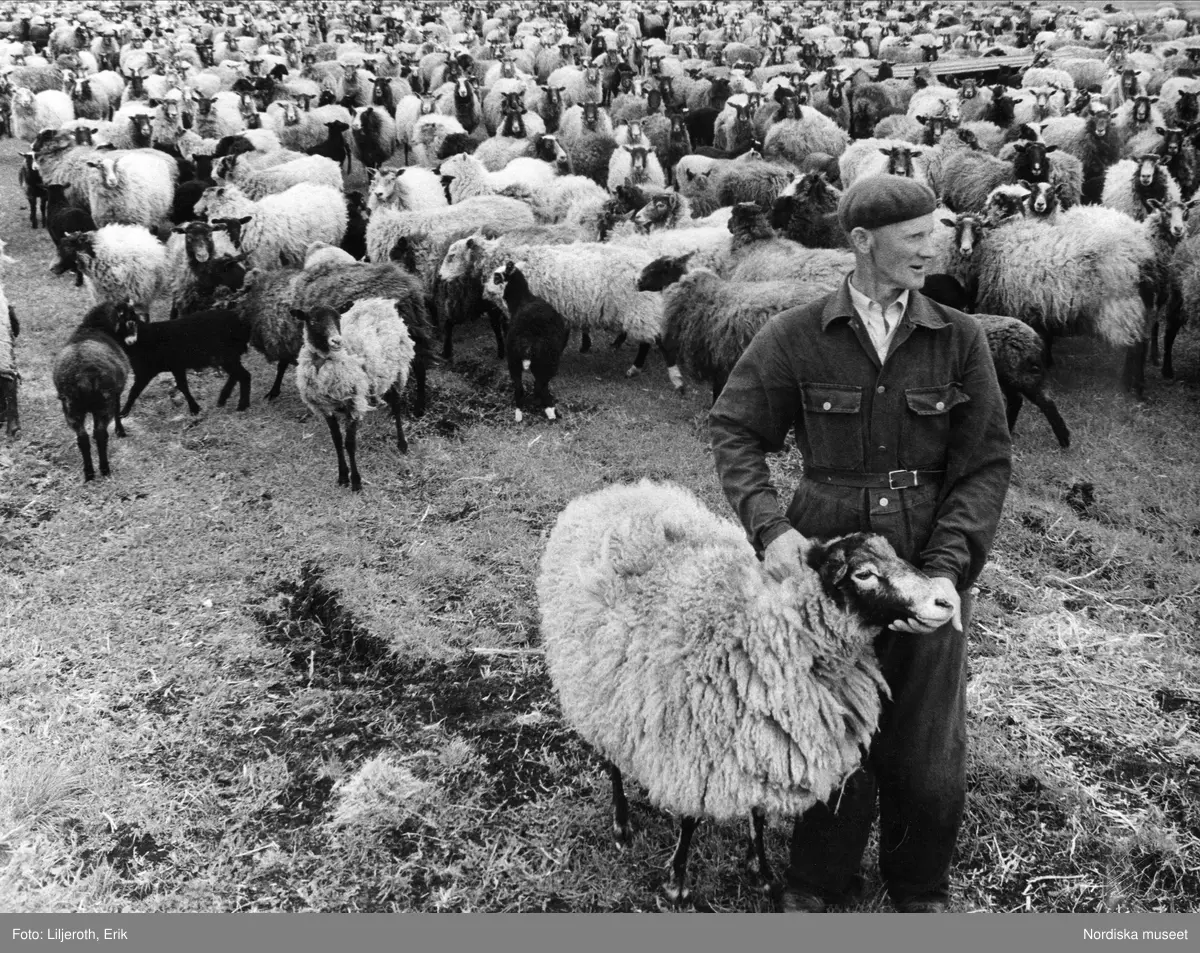 F&aring;r p&aring; Sk&auml;ggs g&aring;rd, ett centrum f&ouml;r f&aring;raveln p&aring; Gotland