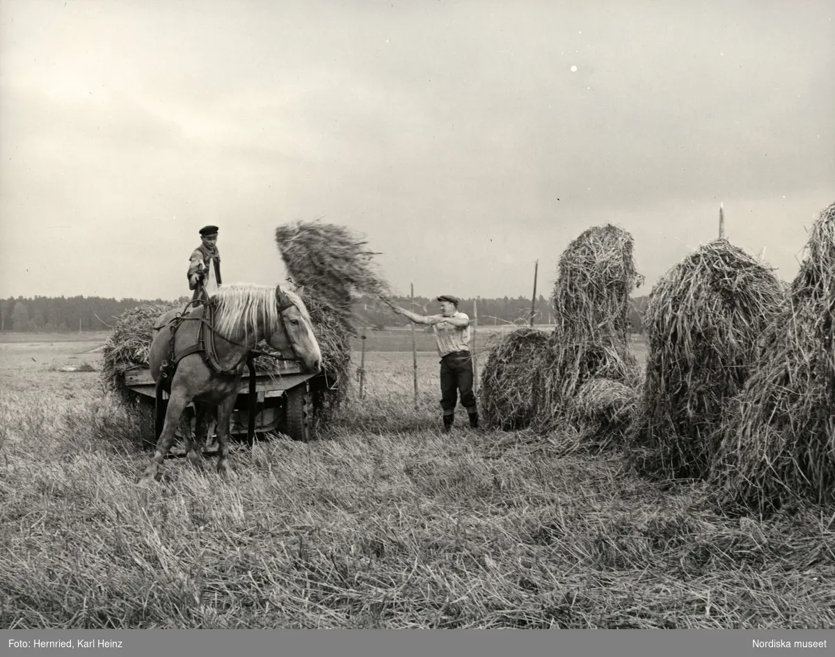 Höskörd. Två jordbrukare med häst och vagn