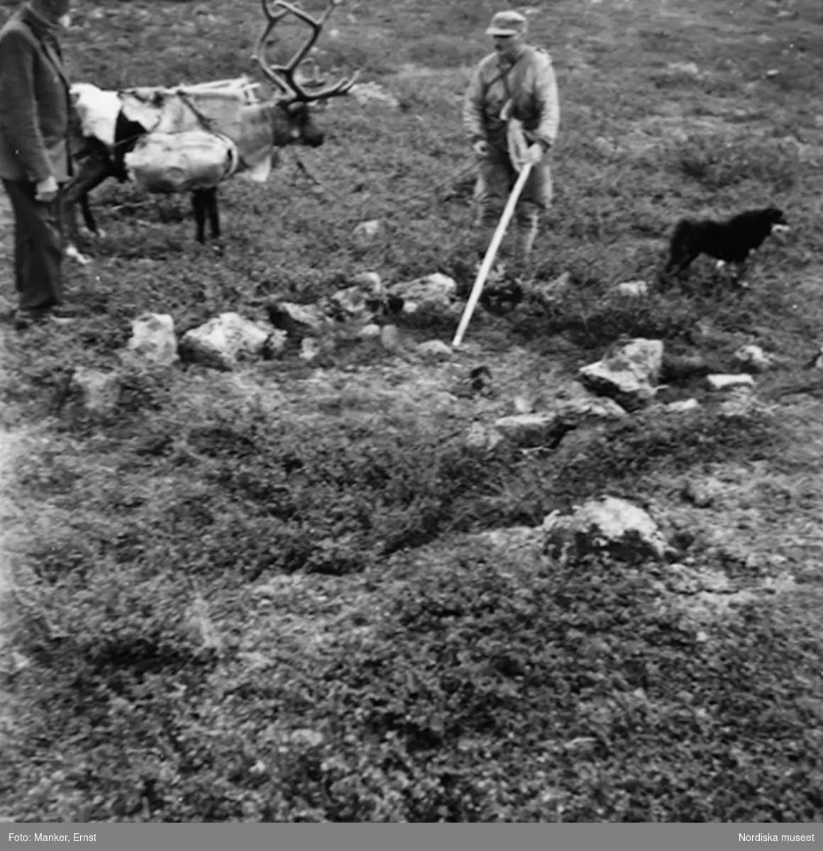 Nordiska museets lappmarksundersökning 1950. Två män, ren och hund vid stenbädd för akjaupplag på en gammal vistesplats nära nedre Rauskasjaure.