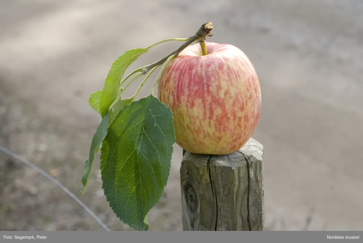 Äpplen, Drakenbergsäpple från Julita gårds fruktträdgård - Pomarium, del i Nordiska Genbanken (NGB)  ,2009.
Drakenbergäpple, äpple.