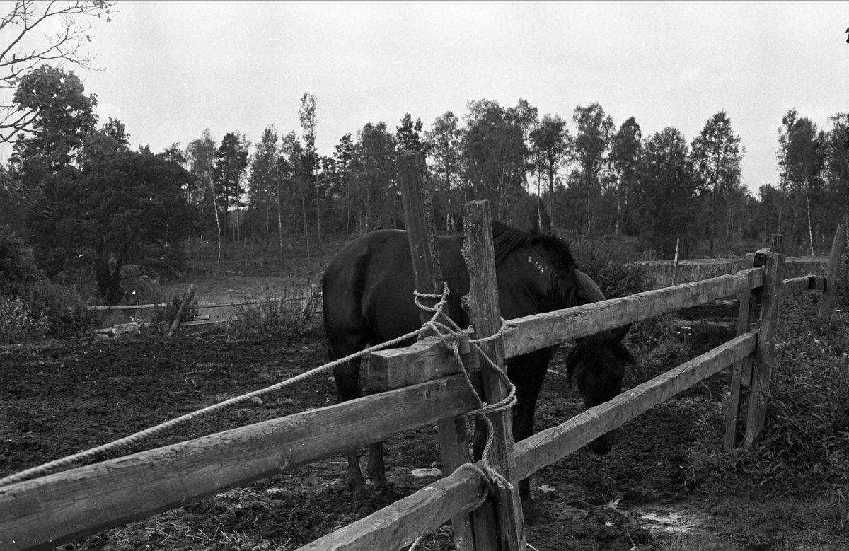 Häst, Seglinge gård, Almunge socken, Uppland 1987